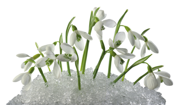 ghiocei