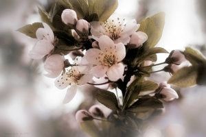 flori
